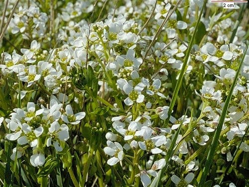 English scurvygrass white flowers blooming