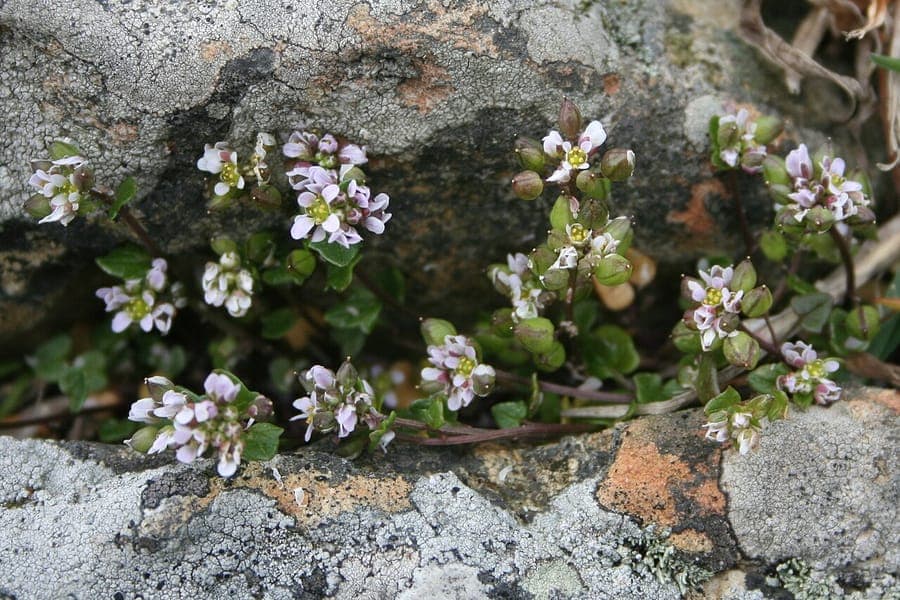 White-flowering Cochlearia danica growing in a rocky, coastal crevice