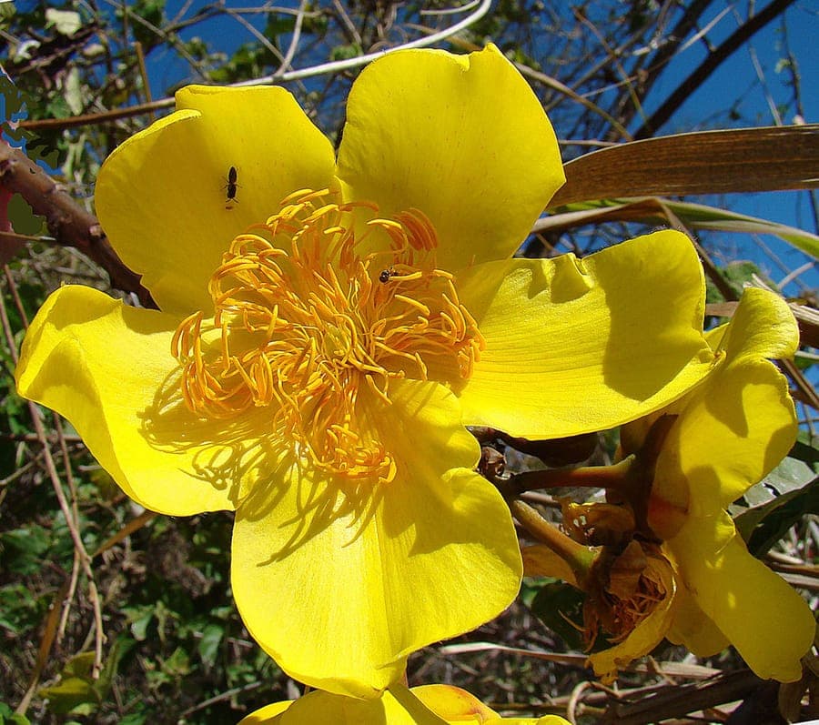 Bright yellow flowers of the Buttercup Tree (Cochlospermum vitifolium)