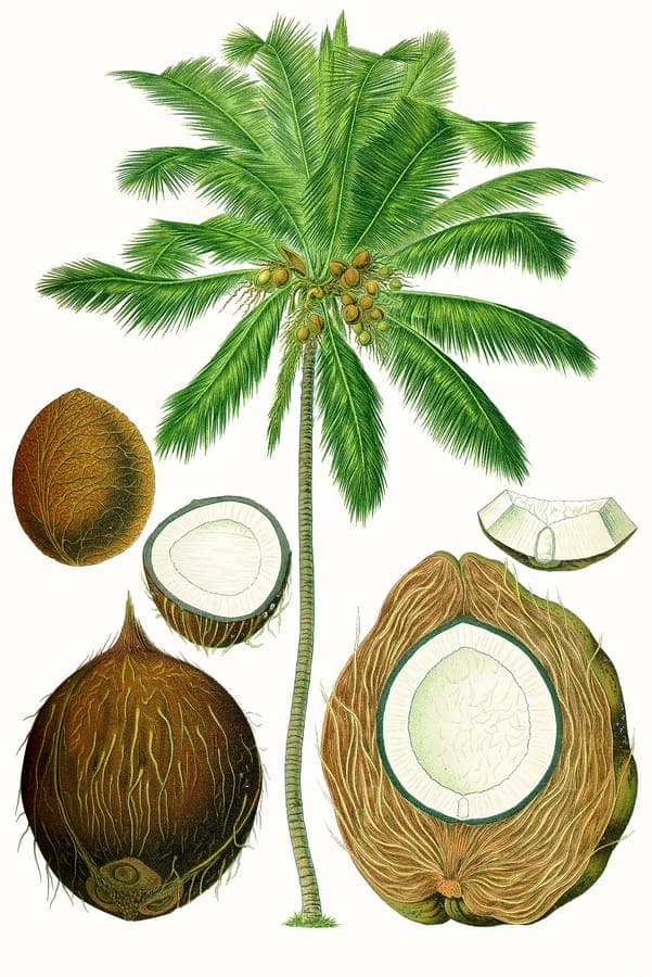 Coconut palm with ripe fruits