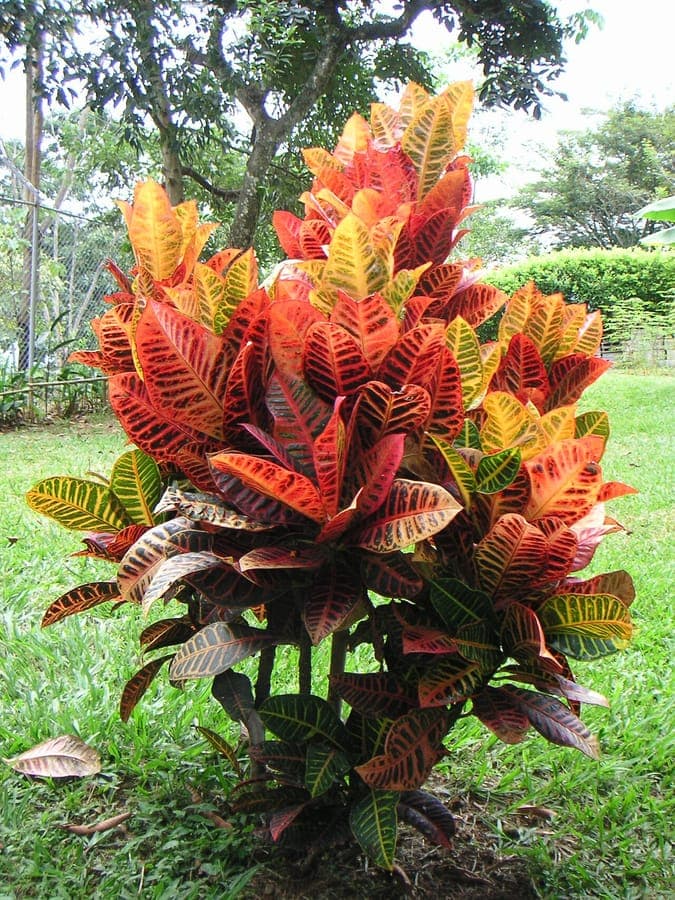 Codiaeum variegatum leaves in various colors