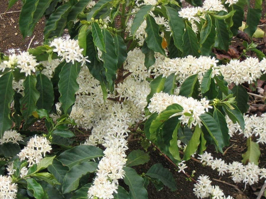 Coffea arabica plant with coffee berries
