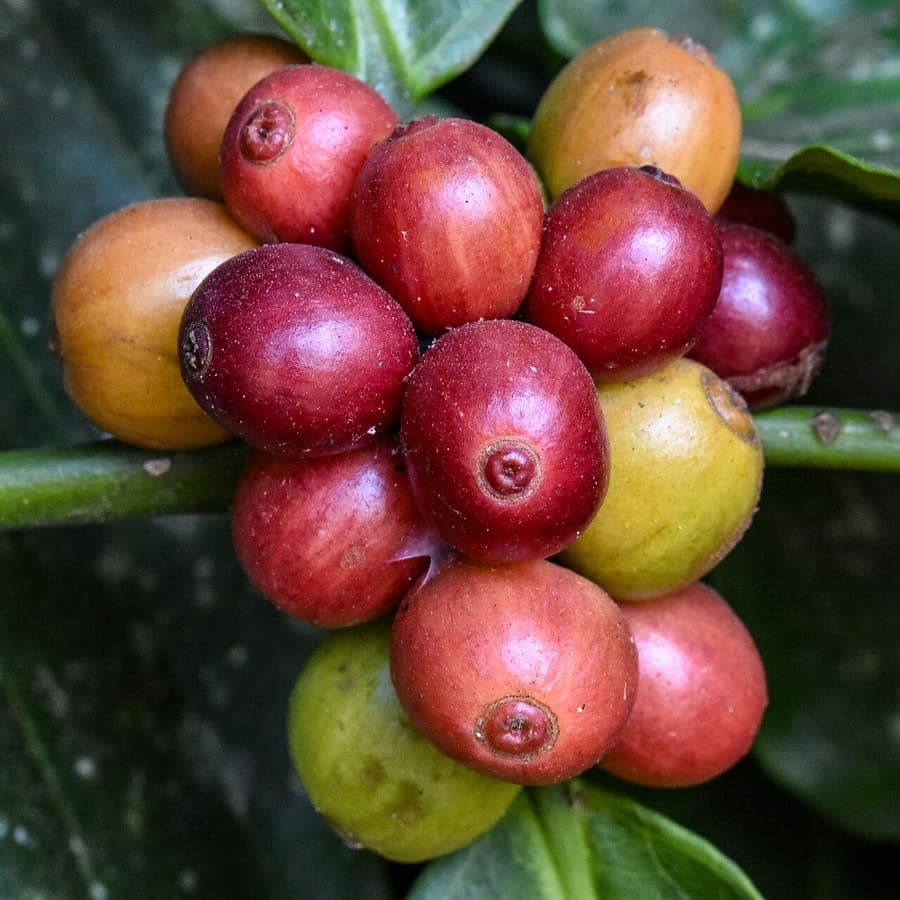 Robusta koffie boom met rode bonen