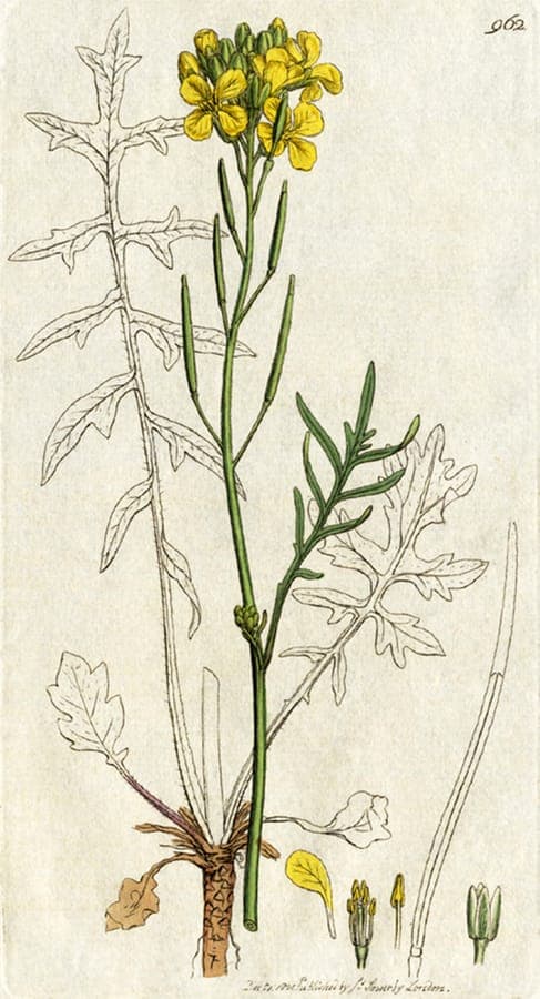 Plante Coincya monensis avec des fleurs jaunes brillantes