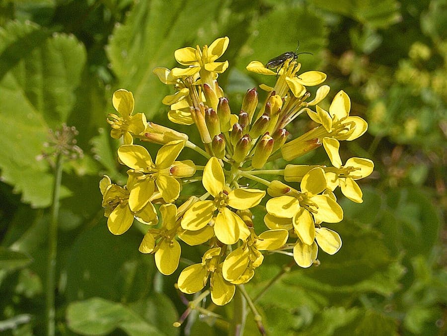 Gele bloemen van Coincya richeri op een rotsige alpiene helling