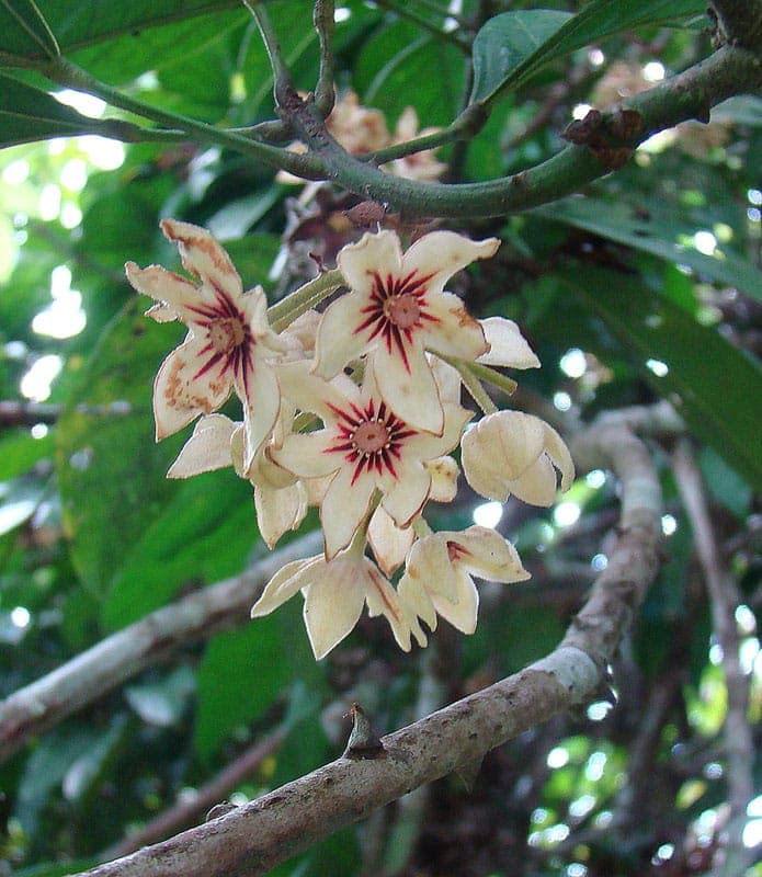 Cola acuminata kola nut tree with characteristic star-shaped fruits and glossy foliage
