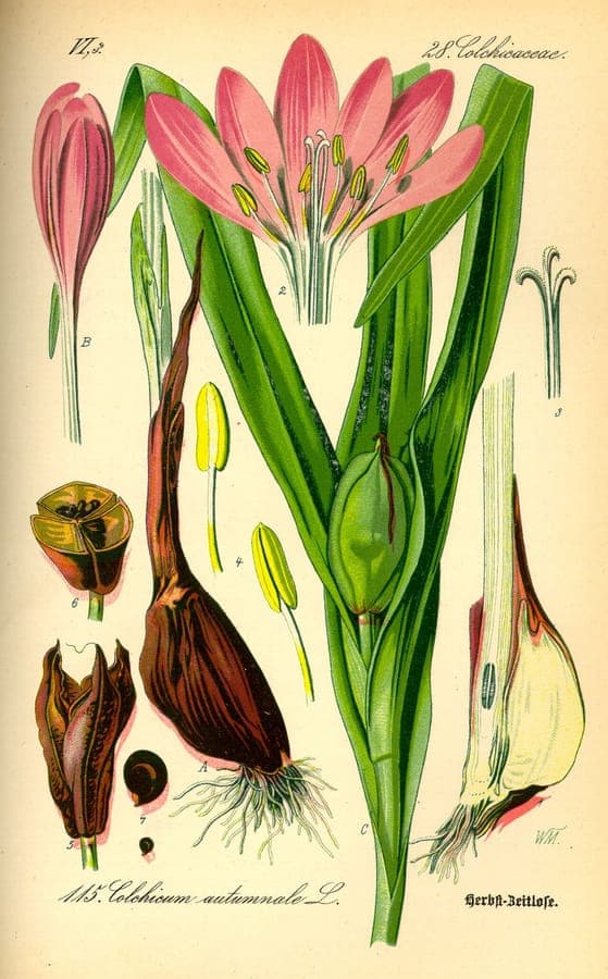 Lila Blüten der Herbstzeitlose, die unerwartet aus dem Rasen oder unter Sträuchern im Herbst hervorkommen.