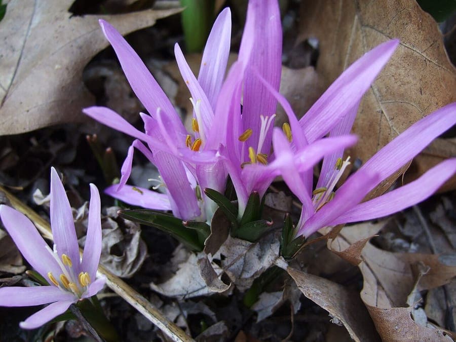 Colchicum bulbocodium flowers and foliage