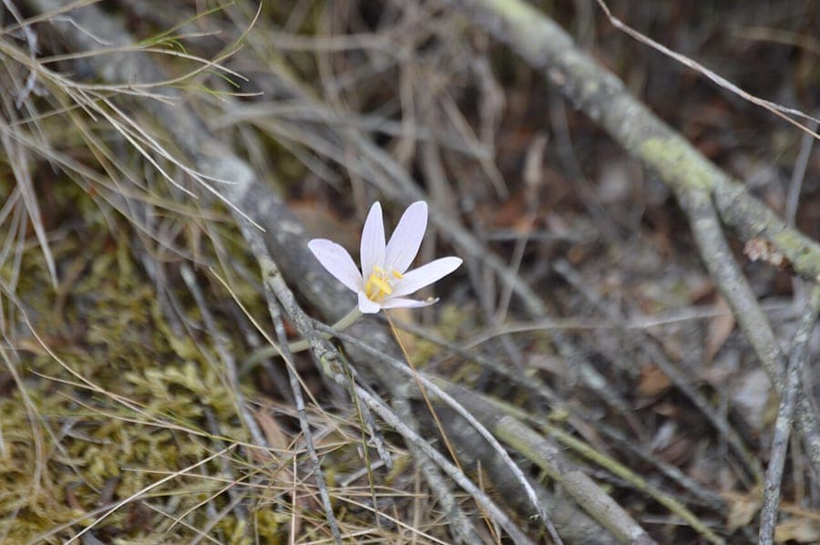 Lilarosa Blueten der Korsischen Zeitlose Colchicum corsicum, die im Herbst aus dem nackten Boden treiben