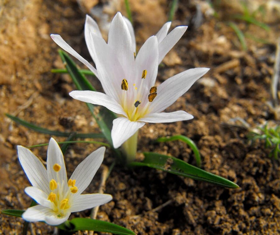 Paarse bloemen van Colchicum cupanii in de herfst