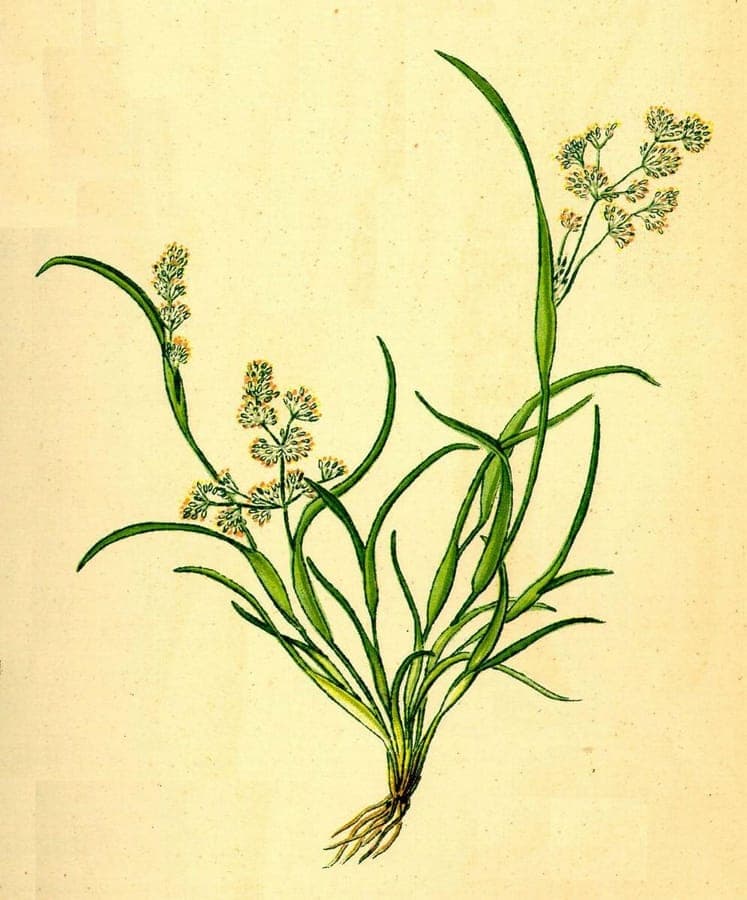 Coleanthus subtilis fine mossgrass on a moist muddy bank