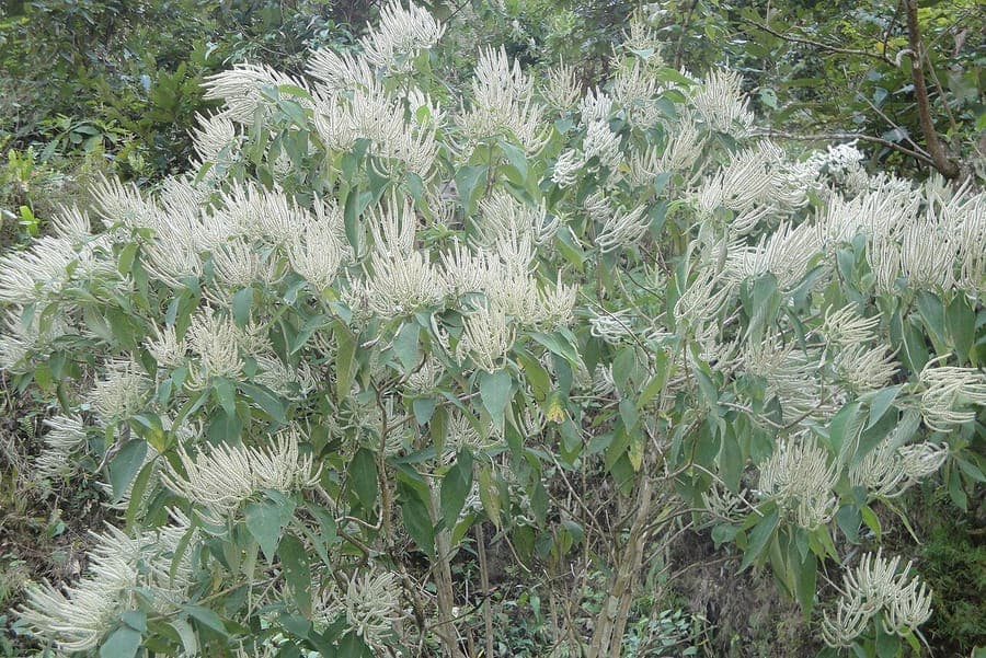 Colebrookea oppositifolia plant with purple flowers