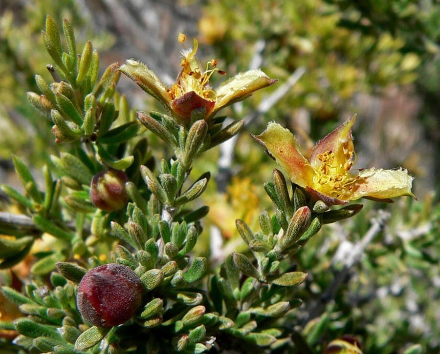 Coleogyne ramosissima en fleurs jaunes dans son habitat naturel desert du Sud-Ouest americain
