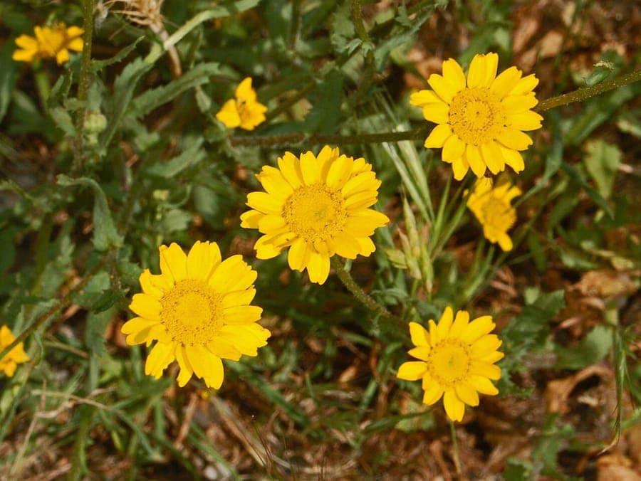 Mittelmeer-Margerite mit leuchtend gelben Blüten und grünem Laub