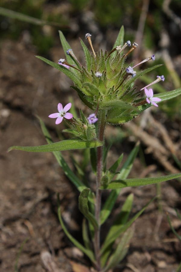 Collomia linearis mit kleinen roten Bluten