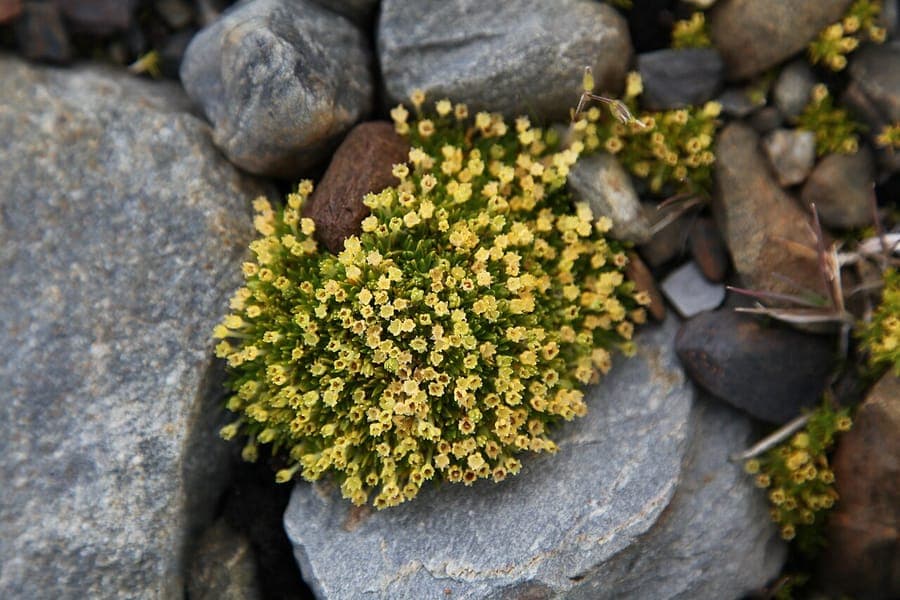 Antarctic pearlwort with compact foliage rosette