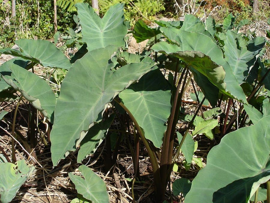 Colocasia esculenta plant met grote hartachtige bladeren in groene tinten