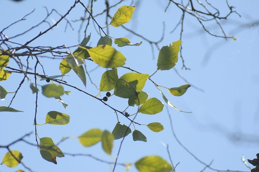 Colubrina elliptica soldierwood boom met eliptische bladeren in tropisch bos