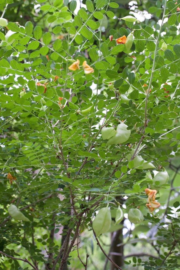 Oosterse blazenstruik met gele bloemen en opgeblazen vruchten