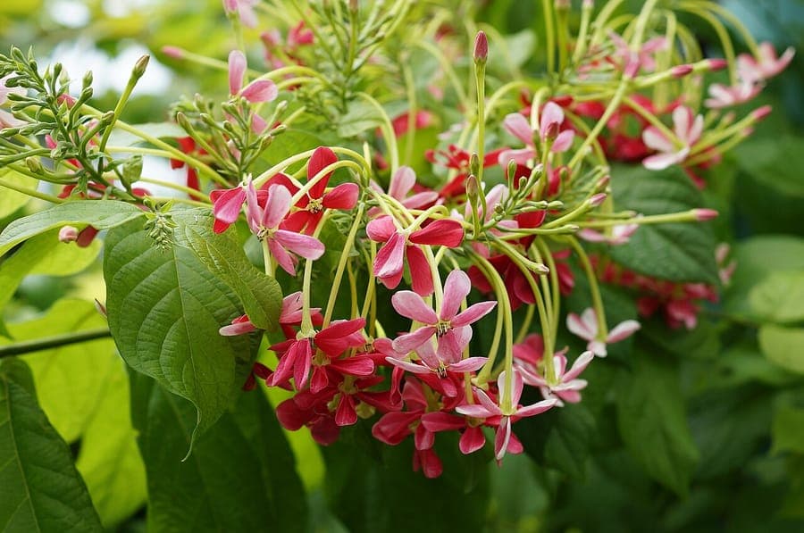 Rangoon creeper with pink-orange changing flowers