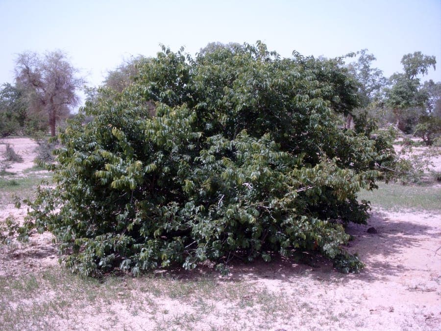 Kinkeliba plant with fine foliage