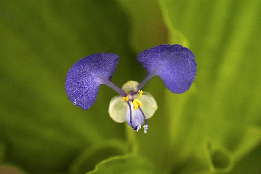Tradescantie du Bengal affichant fleurs caractéristiques bleu-violet et feuillage vert