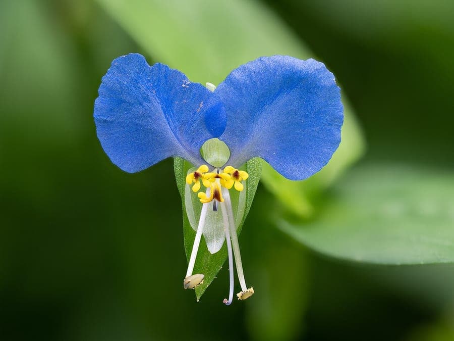 Gewöhnliche Commeline mit blauen Blüten in einem schattigen Beet