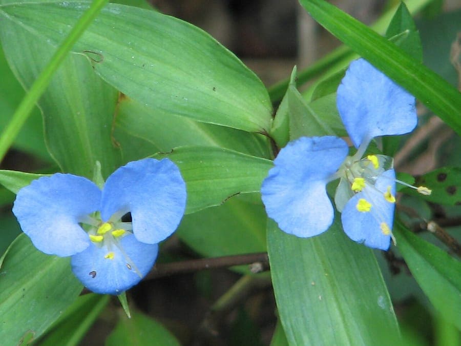 Vivid blue flowers of Virginia dayflower (Commelina virginica) growing in a moist streamside habitat