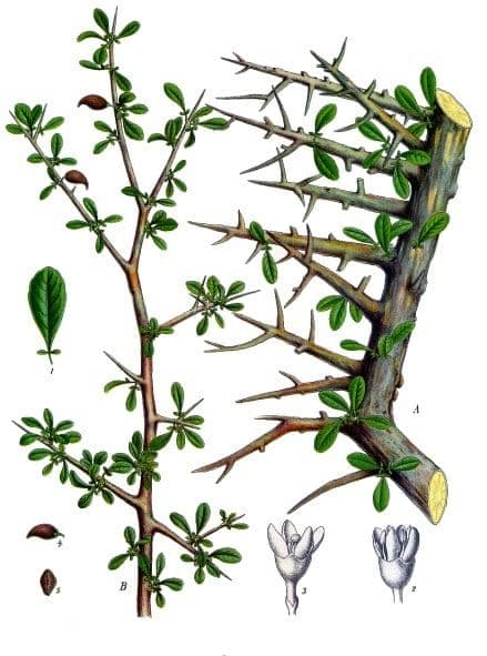Myrrh tree with characteristic foliage and stem