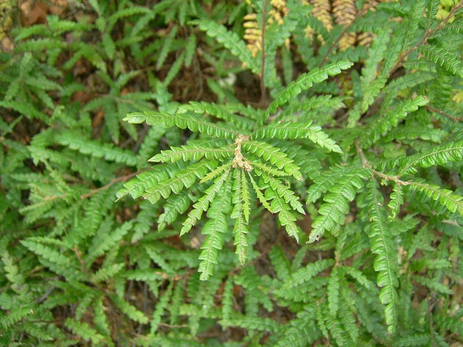 Comptonia peregrina plant with fine fern-like foliage