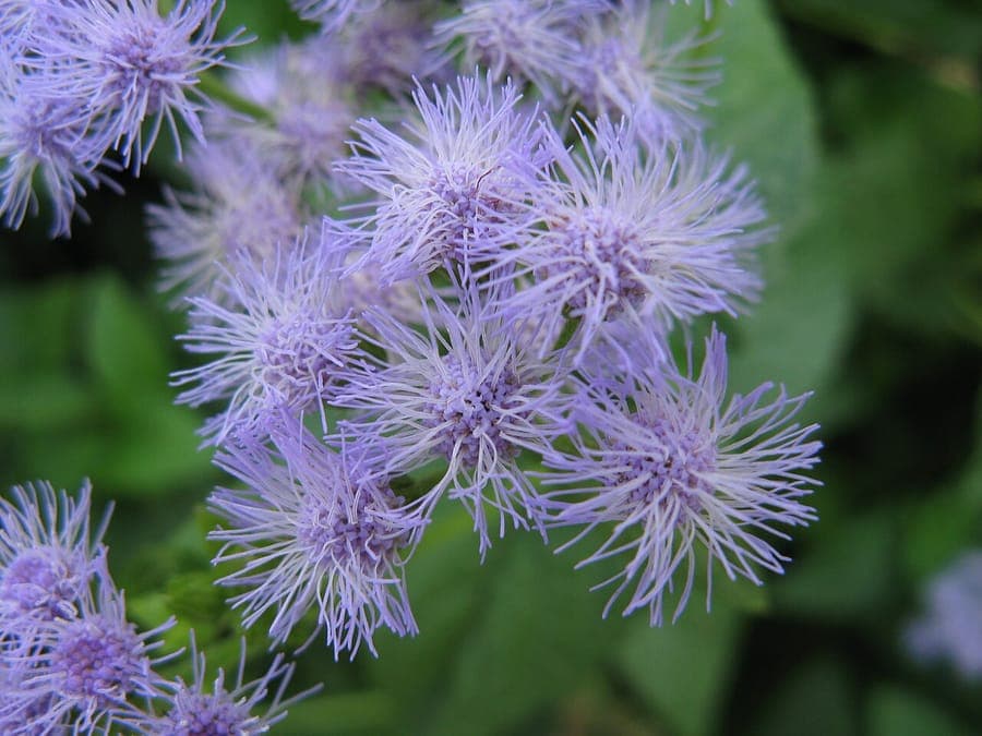 Blauwe mistbloem in volle bloei