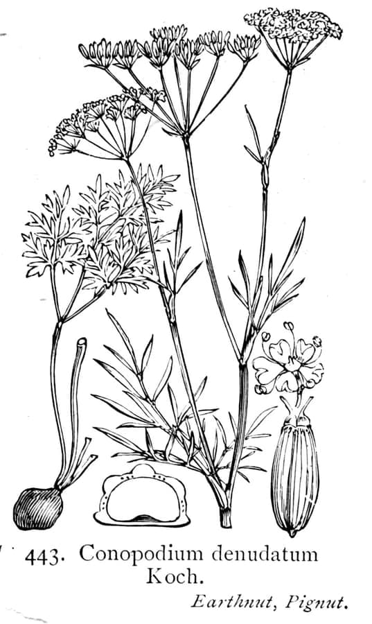 Pignut growing in dappled woodland light, showing fine foliage and small white flower umbels