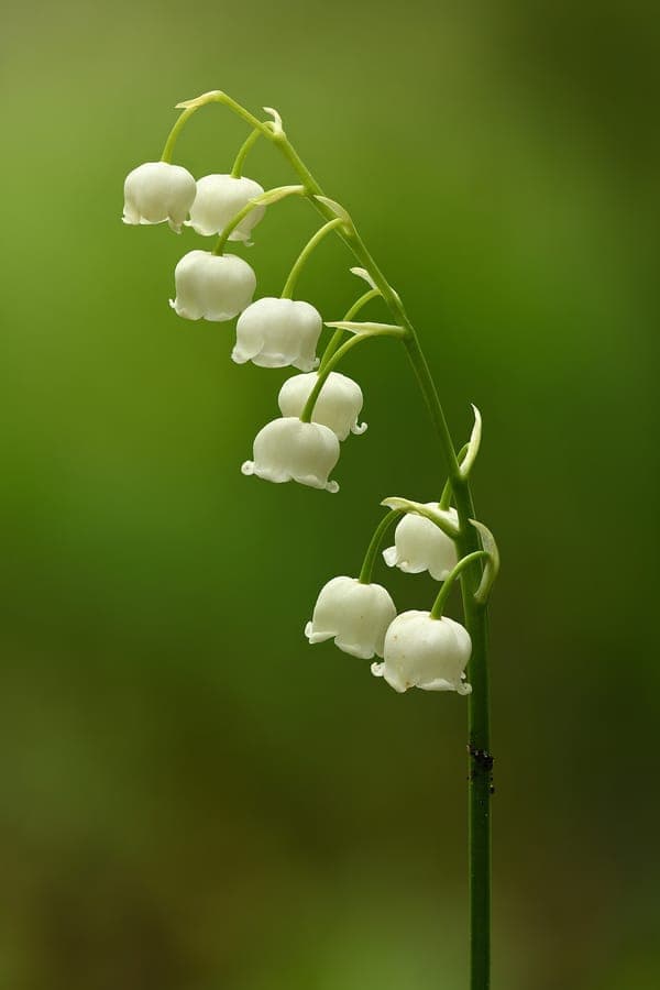 Lelietje-van-dalen met witte klokvormige bloemen en groene bladeren