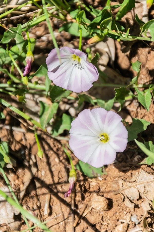 Akkerwinde met delicate witte bloemen klimmend over een hek in een zonnige tuin