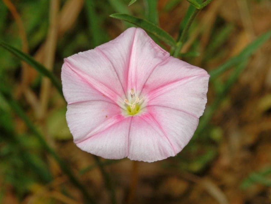 Roze-paarse bloemen van Convolvulus cantabrica op een droge helling