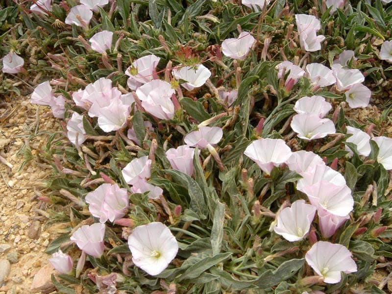 White flowers of Narrow-leaved bindweed