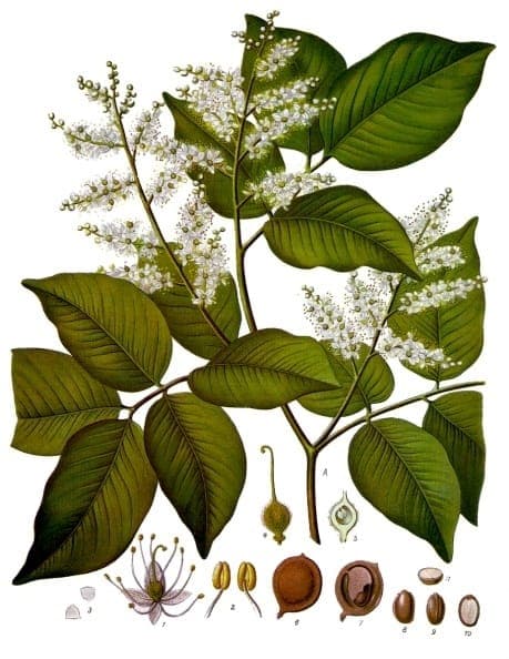 Bark of the Copaiba balsam tree (Copaifera officinalis) in its tropical habitat