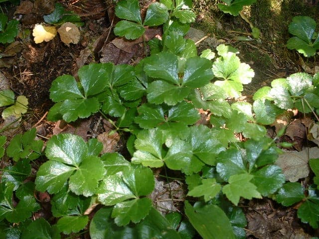 American goldthread with trifoliate leaves