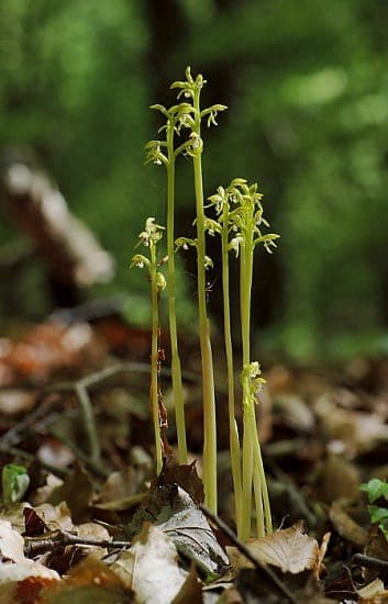 Early coralroot in a natural forest setting with pale stems and small white flowers
