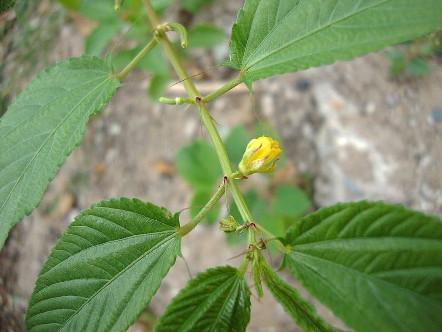 Corchorus olitorius plant with yellow flowers