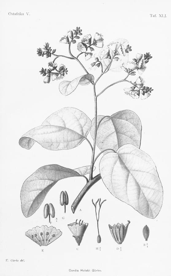 Cordia africana tree with characteristic foliage and flowers