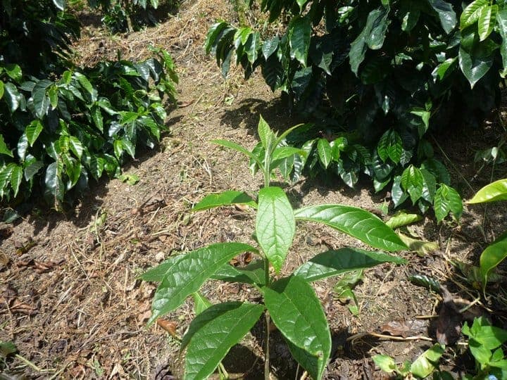 Salmwood tree with characteristic foliage