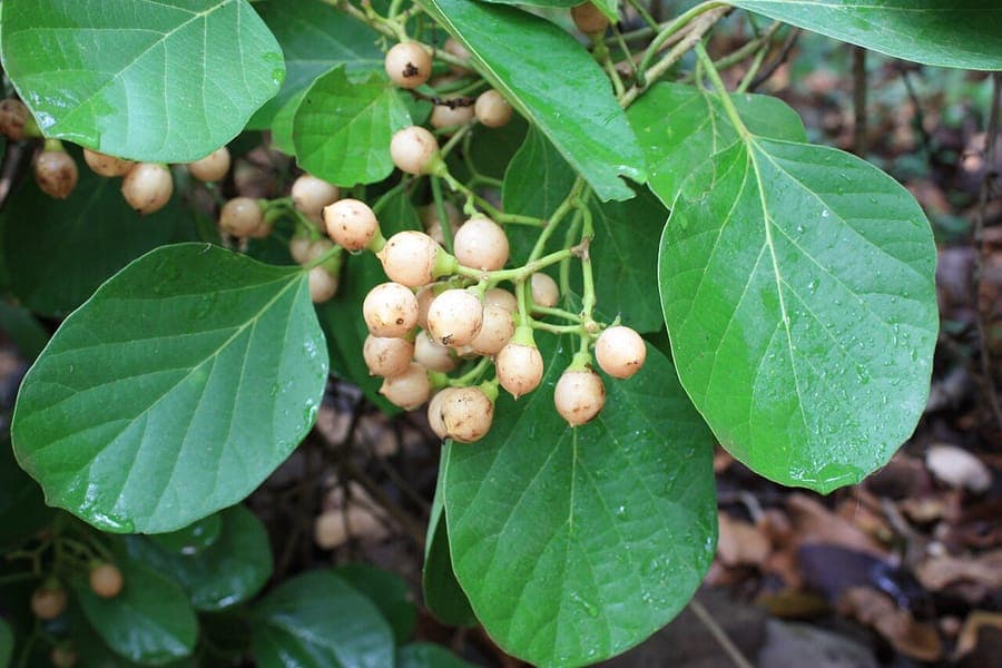 Cordia myxa bladeren en fruitstructuur