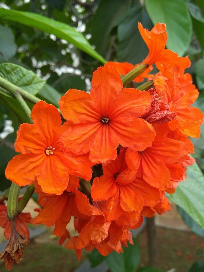 Vibrant red flowers of Cordia sebestena in full bloom