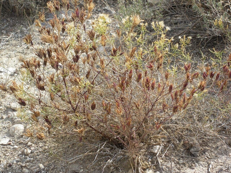 Cordylanthus ramosus, een sterk vertakt halfparasitair kruid in drog droog grasland in het westen van Noord-Amerika