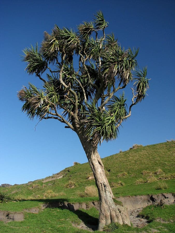 Cordyline australis palmenahnliche Pflanze mit dichter Krone