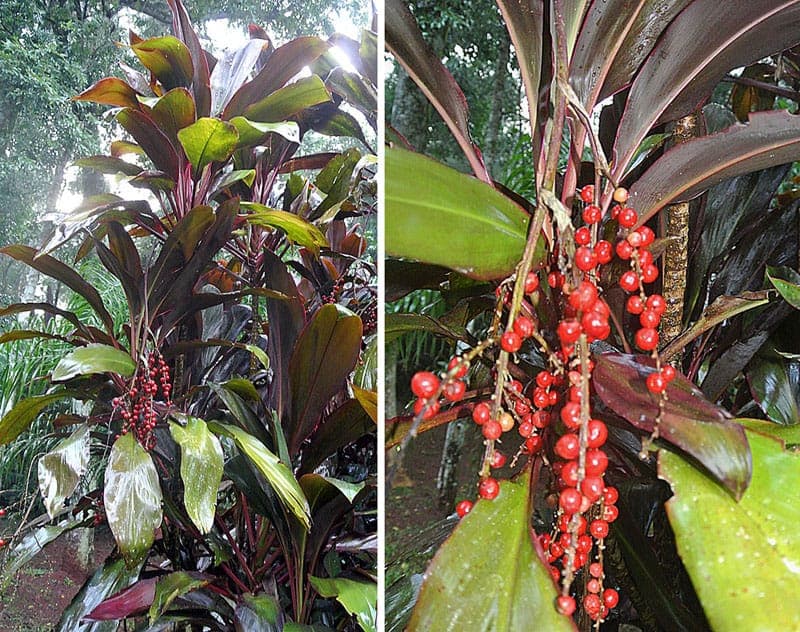 Lange, purpurrote Blätter von Cordyline fruticosa mit feiner Textur