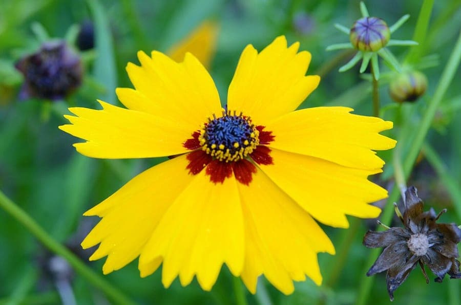 Golden-mane coreopsis with yellow and brown-red flower
