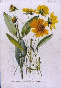 Bright yellow flowers of Coreopsis grandiflora in full bloom