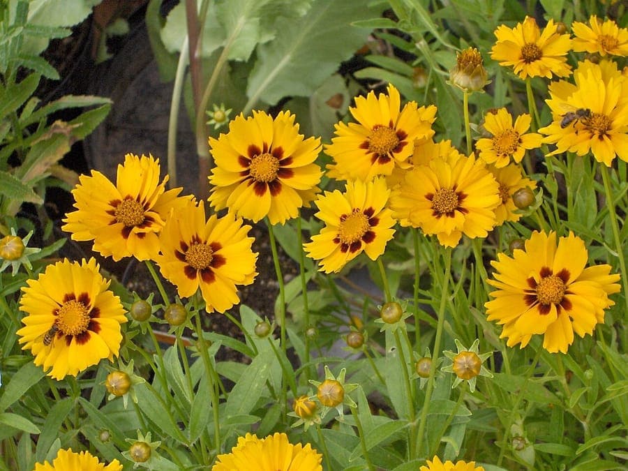 Coréopsis lancéolé aux fleurs jaune vif dans une bordure ensoleillée